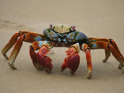 Chinese mitten crab