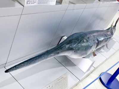 Chinese sturgeon