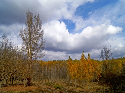 Chopos y álamos