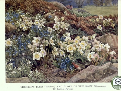 Christmas rose (Hellebore)