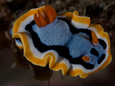 Chromodoris annae