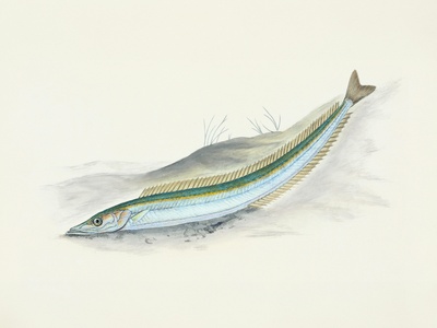 Chub mackerel