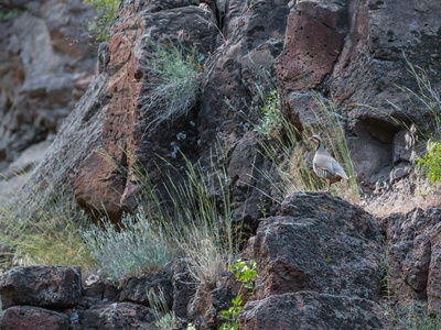 Chukar partridge