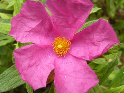 Cistus (rock rose)