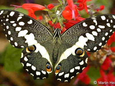 Citrus swallowtail