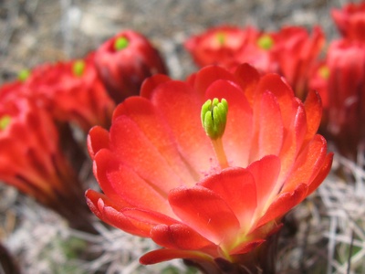 Claret cup cactus