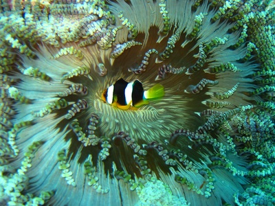 Clark's Anemonefish