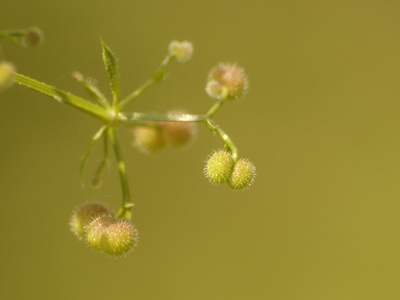 Cleavers (Klebkraut)