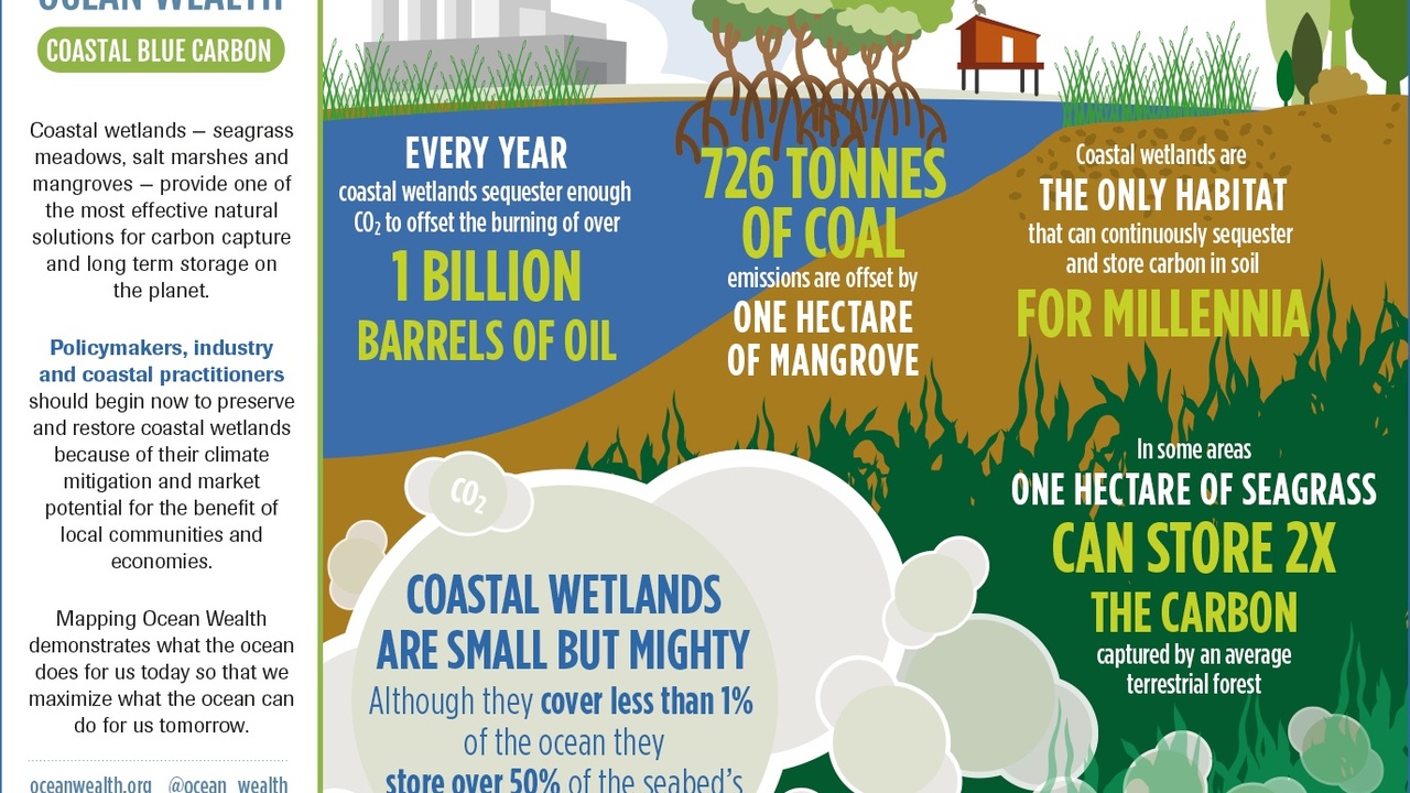 Mangrove shoreline showing roots trapping sediment and protecting coast