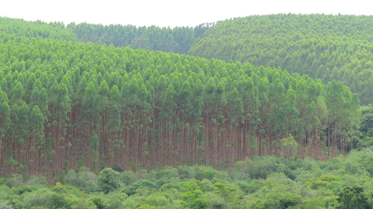 Silvopasture and agroforestry systems storing carbon and moderating microclimates on farms