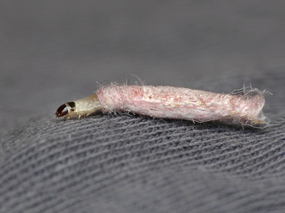 Clothes moth larva