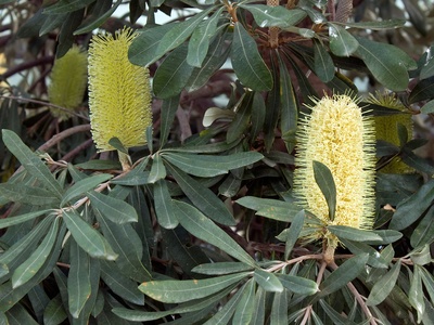 Coast banksia