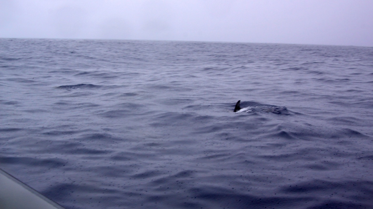 Bottlenose dolphins swimming in a Portuguese estuary