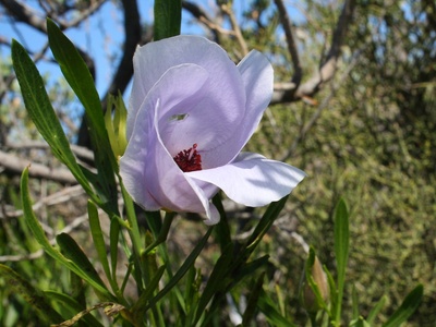 Coastal hibiscus
