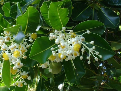 Coastal laurel (Alexandrian laurel)