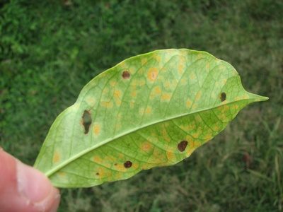Coffee leaf rust