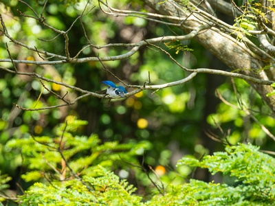 Collared Kingfisher