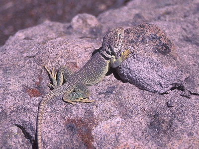 Collared lizard