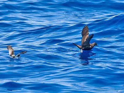 Collared petrel