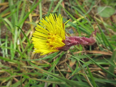 Coltsfoot