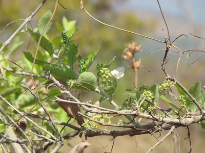 Combretum glutinosum