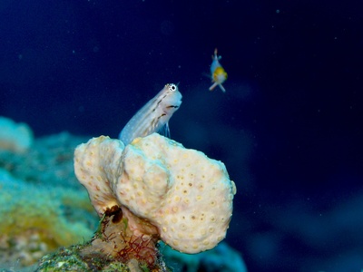 Combtooth blennies