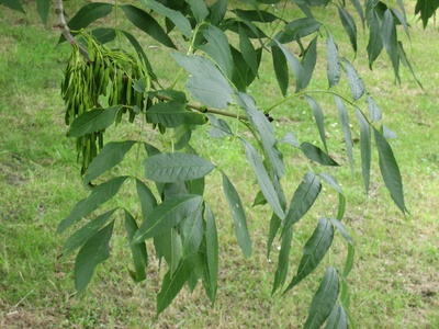 Common ash