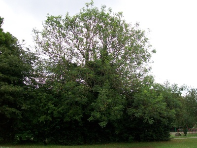 Common ash