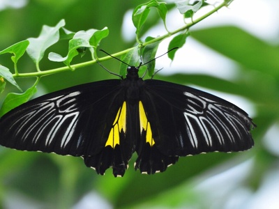Common Birdwing