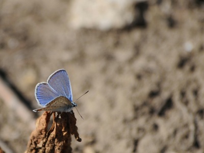 Common blue
