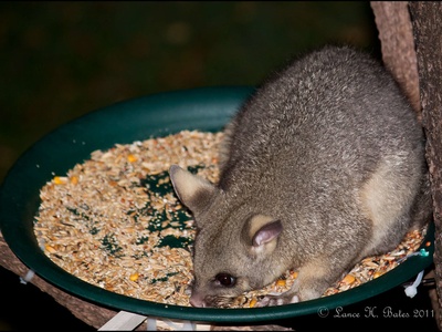 Common brushtail possum