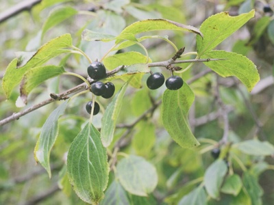 Common buckthorn