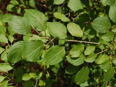Common buckthorn