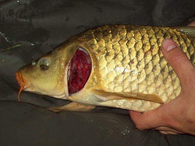 Common carp