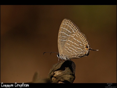 Common Cerulean