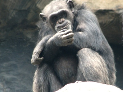 Common chimpanzee