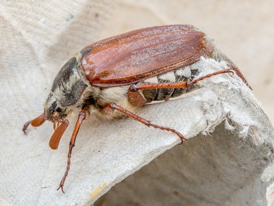 Common cockchafer