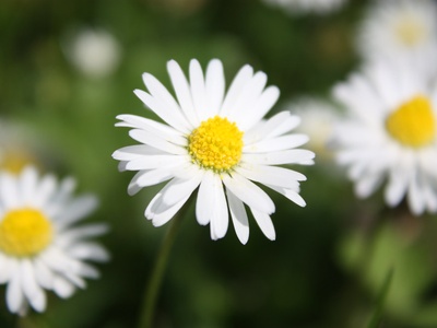 Common daisy (Gänseblümchen)
