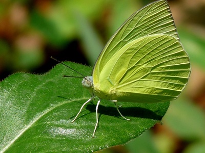 Common Emigrant