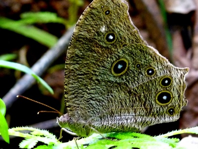 Common Evening Brown