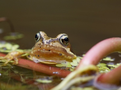 Common frog