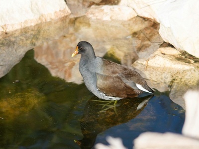 Common gallinule