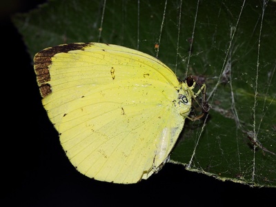Common Grass Yellow