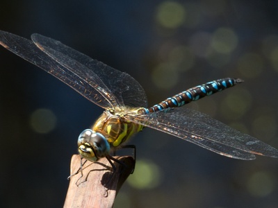 Common hawker dragonfly