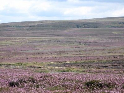 Common heather