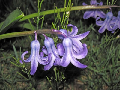 Common hyacinth