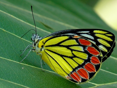 Common Jezebel