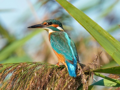 Common kingfisher