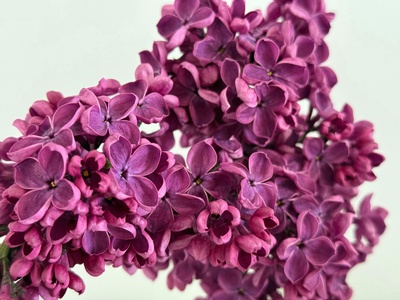 Common lilac