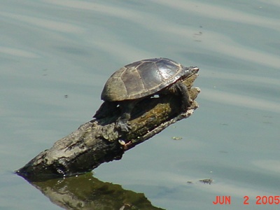Common musk turtle